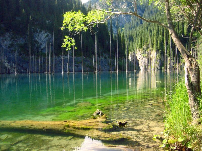 Close view of Lake Kaindy: green shallows and submerged trunks seen through birch branches