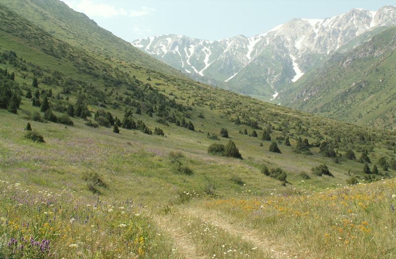 Mountain meadow in the Aksu-Zhabagly reserve, Tien Shan, Kazakhstan